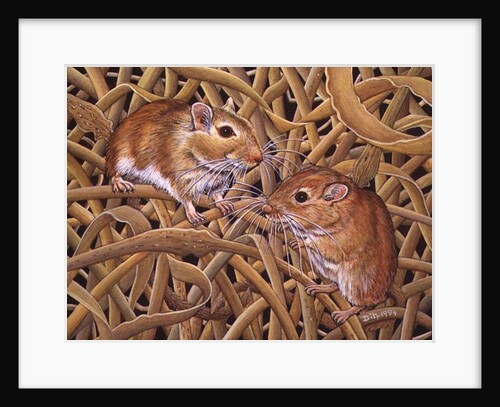 The Gerbils, 1994 by Ditz Ditz