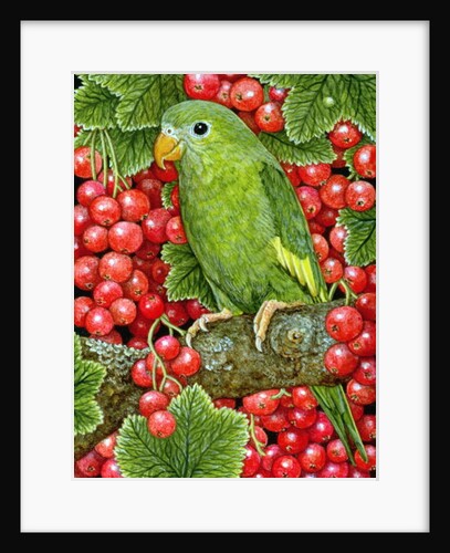 Redcurrant-Parakeet, 1995 by Ditz Ditz