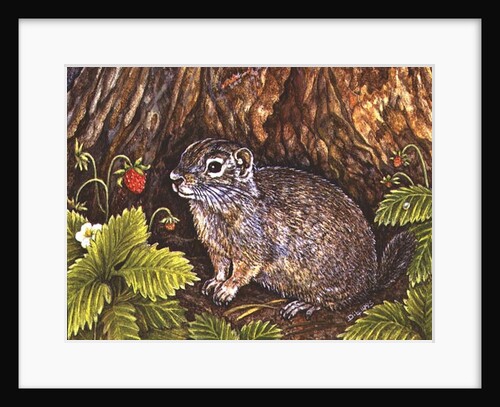 Eagle Creek, Wild Strawberry, Ground Squirrel, 1995 by Ditz Ditz