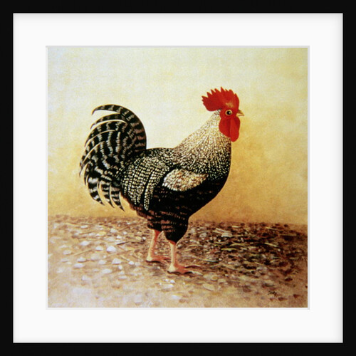 Speckled Rooster by Dory Coffee