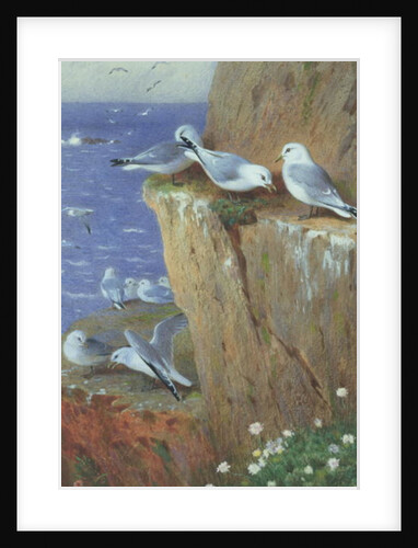Seagulls by Archibald Thorburn