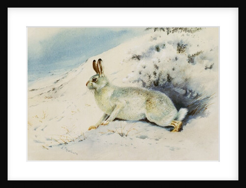Hare by Archibald Thorburn
