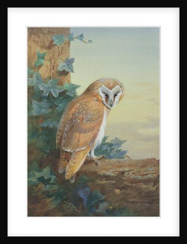 Barn Owl, 1916 by Archibald Thorburn