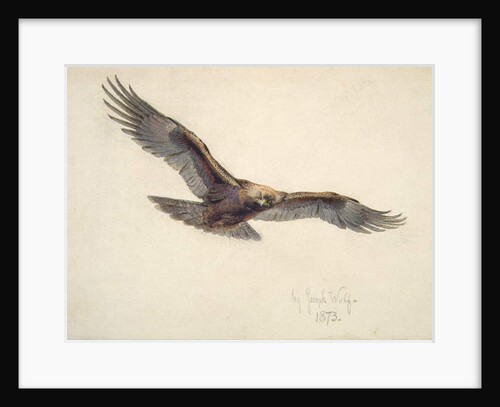 Eagle in flight, 1873 by Joseph Wolf