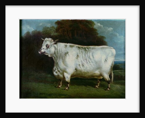 A shorthorn cow by English School