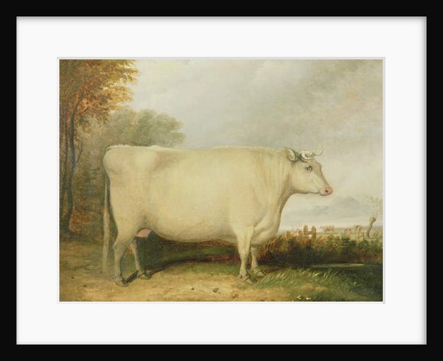 Portrait of a prize cow by John Vine