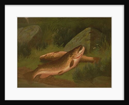 Brown Trout by A. Roland Knight