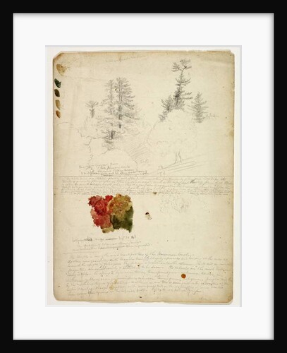 Beautiful Groups of Pines; Tints from Maples, New Hampshire, September 30th 1828 by Thomas Cole