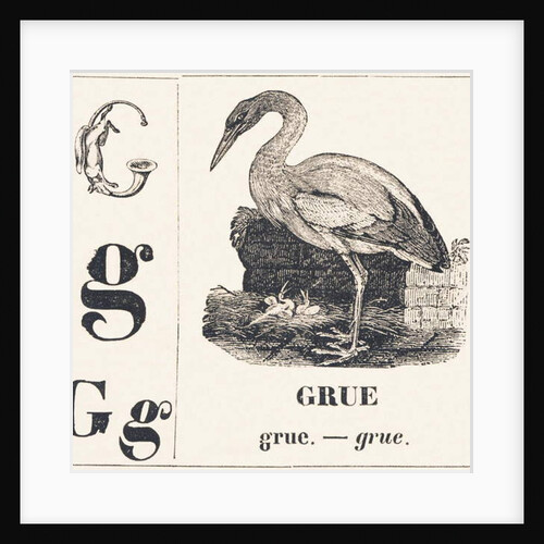 G for Crane, 1850 by Louis Simon (1810-1870) Lassalle