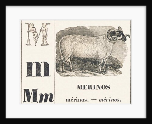 M for Merinos, 1850 by Louis Simon (1810-1870) Lassalle