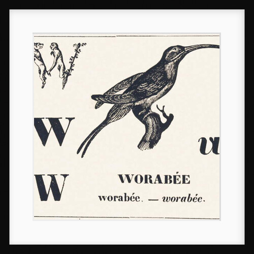 W for Worabee, 1850 by Louis Simon Lassalle
