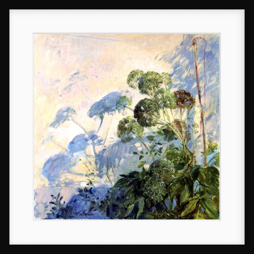 Angelica Shadows by Timothy Easton