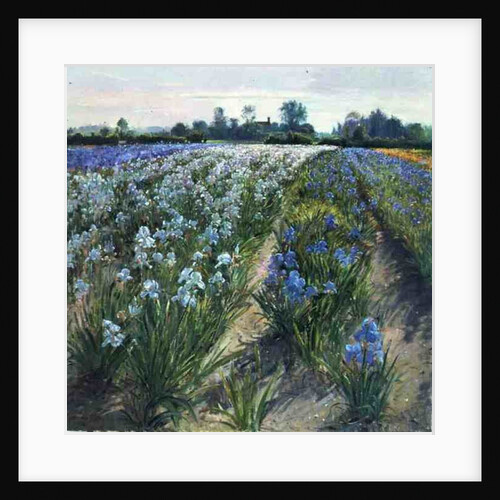 Blue and White Irises, Wortham by Timothy Easton