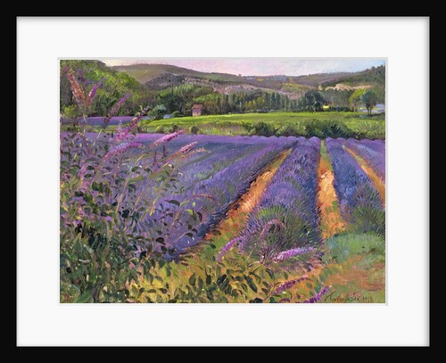 Buddleia and Lavender Field, Montclus, 1993 by Timothy Easton