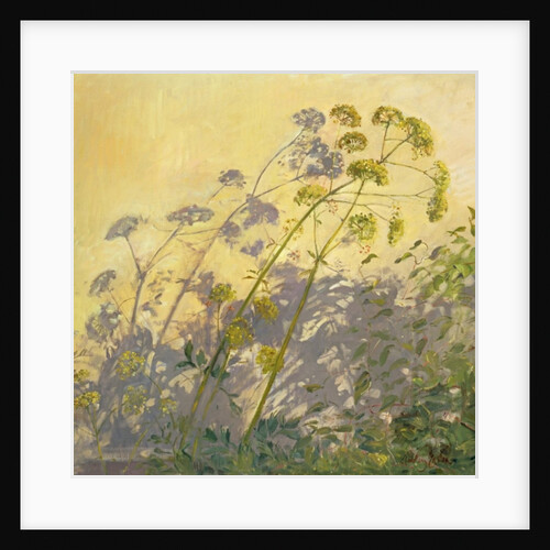 Lovage, Clematis and Shadows, 1999 by Timothy Easton