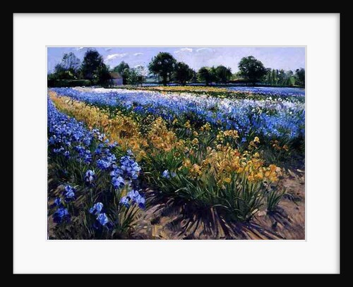 Irises at Burgate, 1996 by Timothy Easton