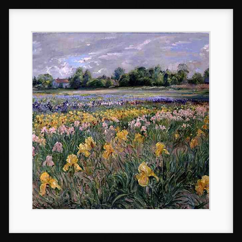 Cottages and Iris Field by Timothy Easton