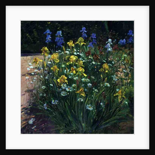 Oxeye Daisies Against the Irises by Timothy Easton