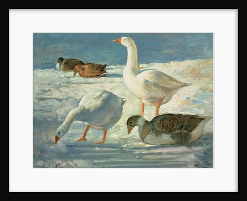 Geese and Mallards, 2000 by Timothy Easton