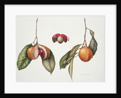Nutmeg 2004 by Margaret Ann Eden