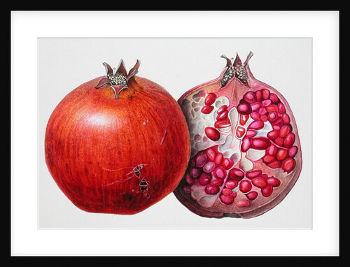 Pomegranate, 1995 by Margaret Ann Eden