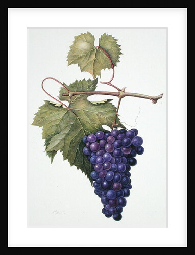 Grapes, 1994 by Margaret Ann Eden