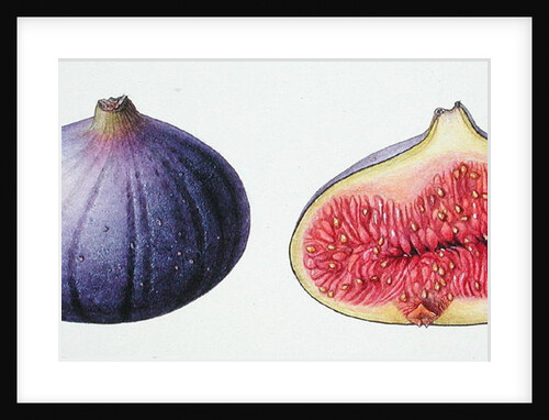 Figs, 1995 by Margaret Ann Eden