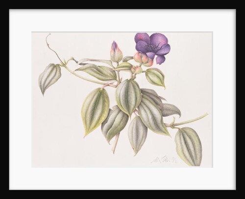 Glory Flower 1999 by Margaret Ann Eden