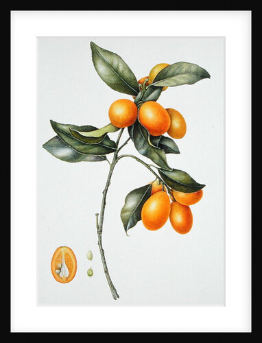 Kumquat, 1996 by Margaret Ann Eden