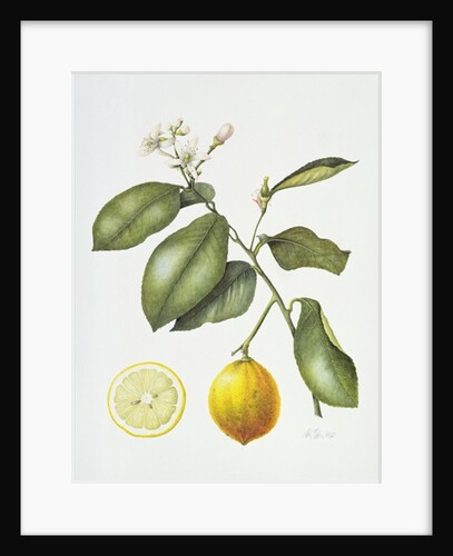 Citrus Bergamot, 1995 by Margaret Ann Eden