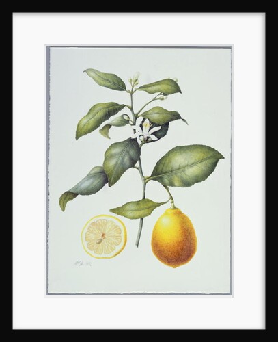 Citrus Limon, 1995 by Margaret Ann Eden