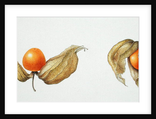 Cape Gooseberries 1996 by Margaret Ann Eden