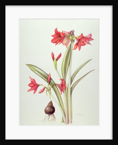 Hippeastrum 'Pamela', 1999 by Margaret Ann Eden