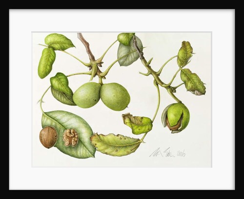 Walnut, 2006 by Margaret Ann Eden