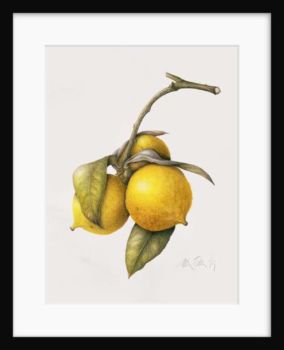 Citrus Bergamot, 1999 by Margaret Ann Eden