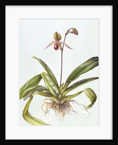 Iris, 1995 by Margaret Ann Eden