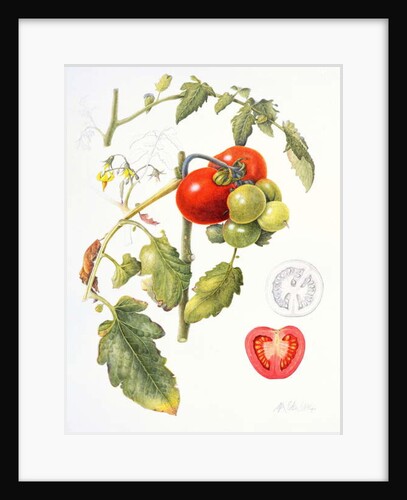 Tomatoes, 1994 by Margaret Ann Eden