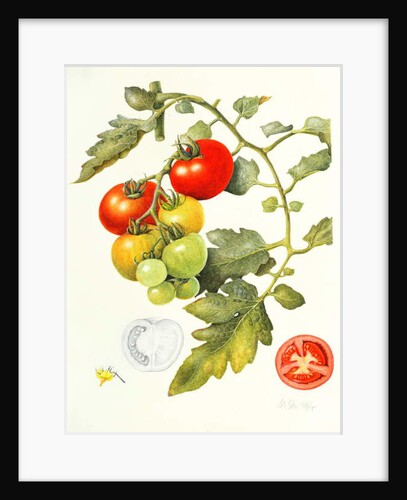 Tomatoes, 1994 by Margaret Ann Eden
