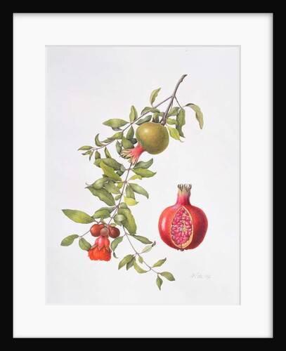 Pomegranate, 1995 by Margaret Ann Eden