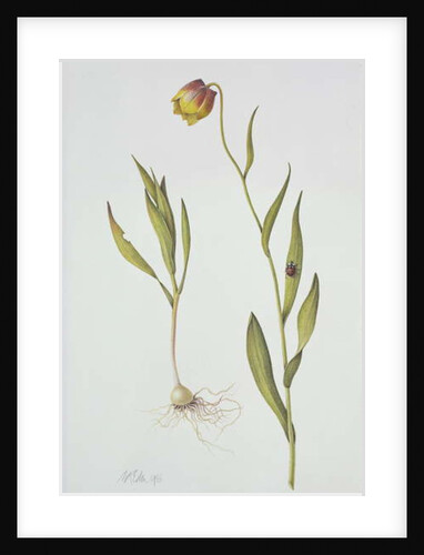 Fritillaria Michailovsky, 1996 by Margaret Ann Eden