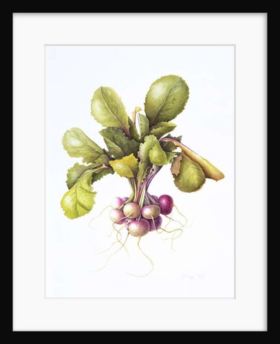 Miniature turnips, 1995 by Margaret Ann Eden