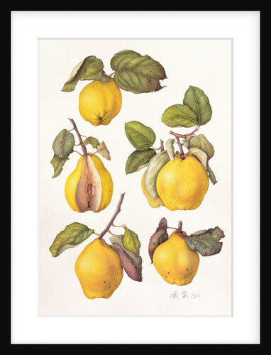 Quinces, 2006 by Margaret Ann Eden