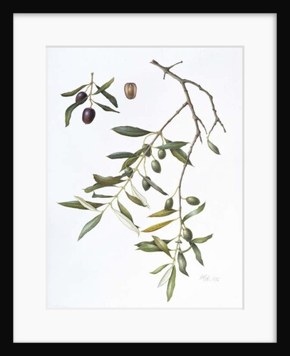 Olive, 1995 by Margaret Ann Eden