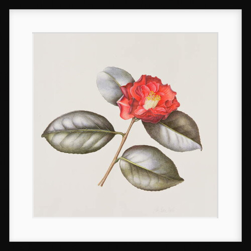 Camelia Japonica 'Adolphe Anderson', 1996 by Margaret Ann Eden