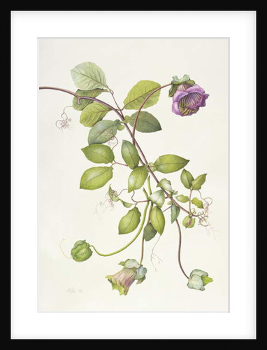 Cobea Scandens, 1995 by Margaret Ann Eden