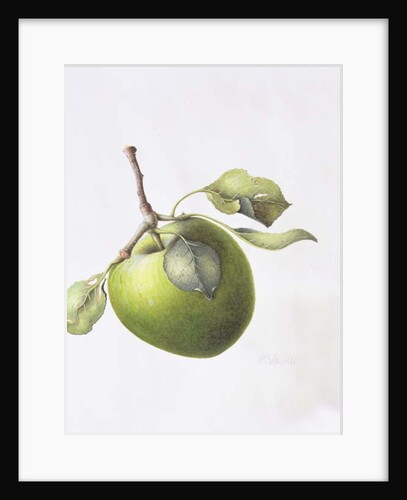 Bramley Apple, 1995 by Margaret Ann Eden