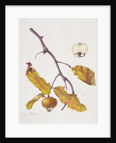Medlar, 1995 by Margaret Ann Eden