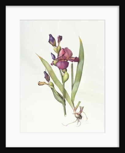 Iris by Margaret Ann Eden