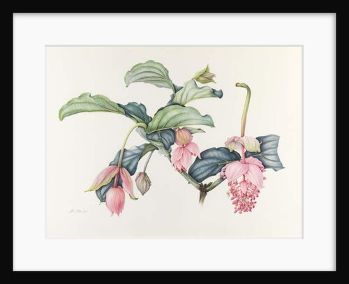 Medinilla magnifica by Margaret Ann Eden