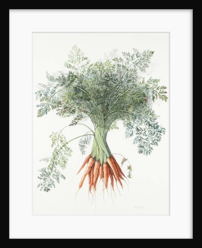 Carrots, 1995 by Margaret Ann Eden